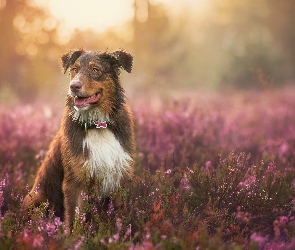 Australian shepherd, Wrzos, Owczarek australijski