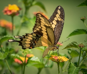 Motyl, Kwiaty, Paź królowej