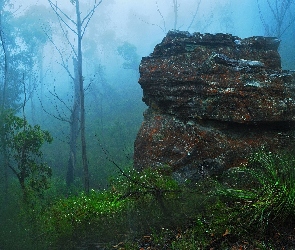 Mgła, Skała, Las