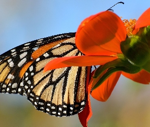 Czerwony, Kwiat, Motyl monarch