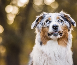 Owczarek australijski, Australian shepherd