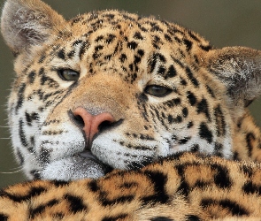 Jaguar amerykański, Kot, Dziki