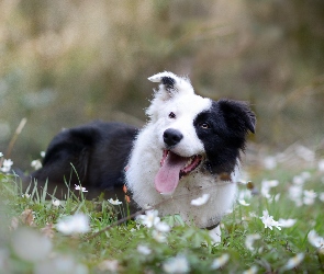 Zdyszany, Łąka, Border collie
