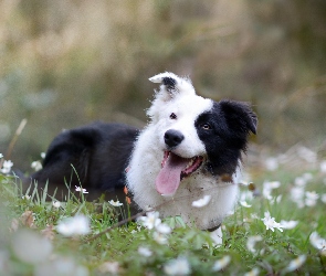 Border collie, Łąka, Zdyszany