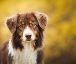 Owczarek australijski, Mordka, Sylwetka, Australian shepherd