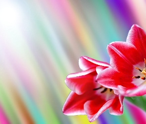Tulipany, Grafika, Kwiaty