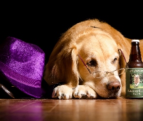 Kapelusz, Butelka, Golden retriever, Okulary