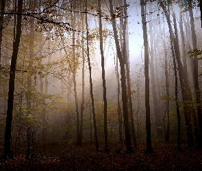 Las, Przebijające Światło, Mgła