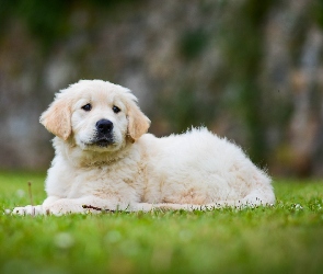 Szczeniak, Golden retriever