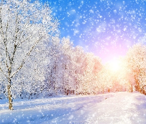Zima, Las, Śnieg, Drzewa, Wschód słońca
