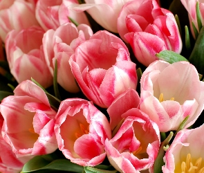 Tulipany, Dwukolorowe