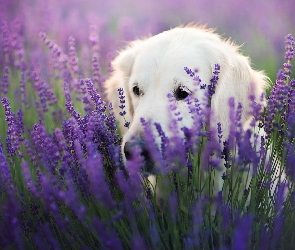 Lawenda wąskolistna, Golden retriever