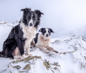 Psy, Zima, Góry, Border Collie