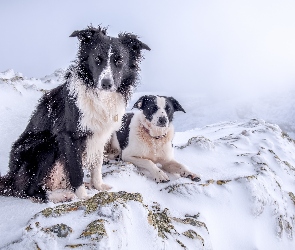 Zima, Góry, Psy, Border Collie
