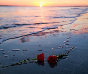 Zachód słońca, Plaża, Czerwone, Róże