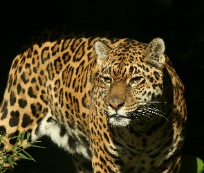 Kot, Jaguar, Dziki