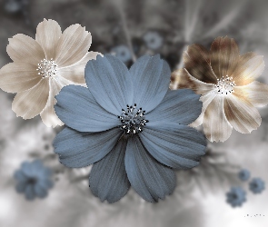 Grafika 3D, Kosmea, Kwiaty