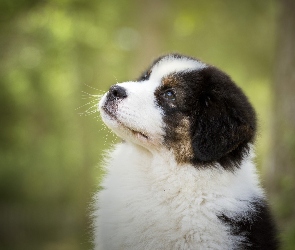 Owczarek australijski, Australian shepherd, Szczeniak