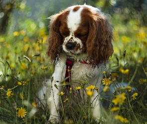 Pies, Kwiaty, Żółte, Cavalier king charles spaniel