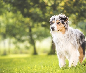 Wiosna, Australian shepherd, Owczarek australijski