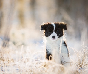 Szczeniak, Trawa, Border collie