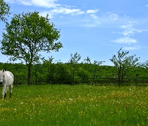 Koń, Wiosna, Trawa, Łąka, Kwiaty, Drzewa