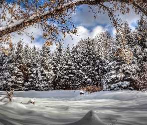 Śnieg, Drzewa, Zima, Las