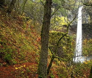 Stany Zjednoczone, Wodospad Elowah Falls, Jesień, Las, Stan Oregon