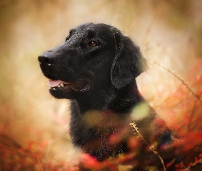 Pies, Gałęzie, Flat coated retriever