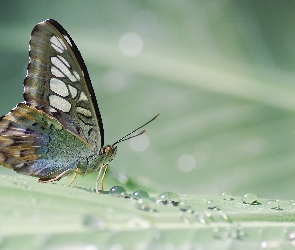 Motyl, Krople