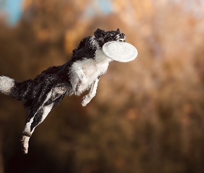 Frisbee, Border collie