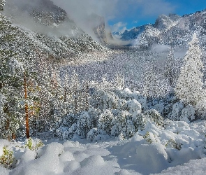 Zima, Śnieg, Drzewa, Las, Góry