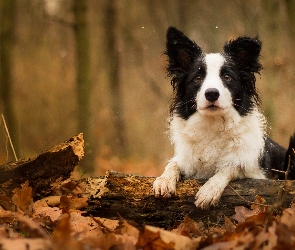 Border collie, Liście, Gałąź, Konar