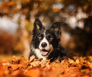 Border collie, Bokeh, Liście, Suche