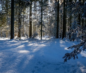 Zima, Śnieg, Drzewa, Las