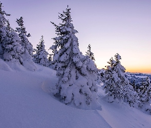 Śnieg, Świerki, Zima, Szwajcaria, Góry, Drzewa