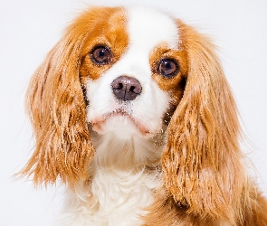 Portret, Cavalier king charles spaniel, Szczeniak