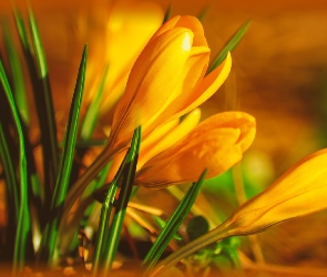 Krokusy, Kwiaty, Żółte
