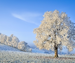 Drzewa, Ośnieżone, Zima, Śnieg