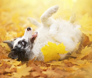 Liście, Border collie