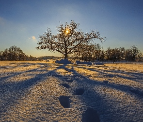 Zima, Ośnieżone, Ślady, Drzewa, Przebijające światło, Pola