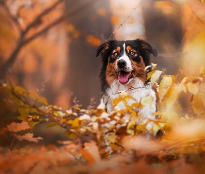 Owczarek australijski, Liście, Gałęzie, Australian shepherd