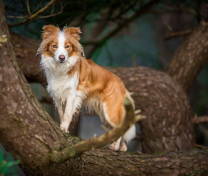 Drzewo, Border collie