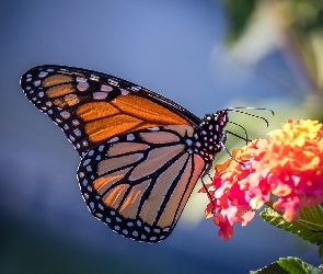 Kwiat, Motyl monarcha