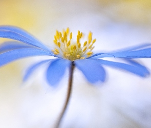 Zawilec grecki, Kwiat