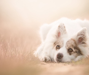 Tło, Rozmyte, Leżący, Border collie