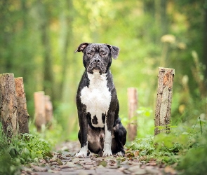 Pit Bull Terrier, Ścieżka, Las