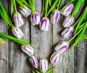Tulipany, Serce, Kwiaty