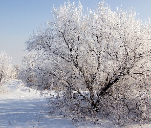 Zima, Krzewy, Drzewa