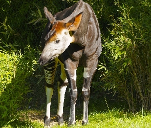 Okapi, Krzewy